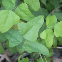 Psophocarpus scandens (Endl.) Verdc.